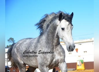 PRE, Stallion, 4 years, 16 hh, Gray-Dapple, in Vejer de la Frontera,