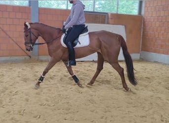 Irish Sport Horse, Mare, 7 years, 16.1 hh, Chestnut-Red, in Lage,