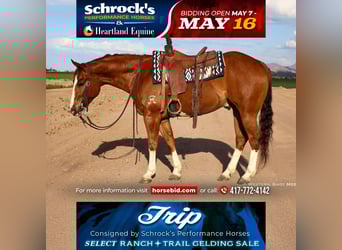 Paint Horse, Wałach, 5 lat, 157 cm, in Buckeye, AZ,