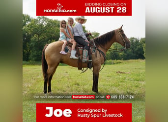 Quarter horse américain, Hongre, 13 Ans, 152 cm, Buckskin, in Valley Springs, SD,