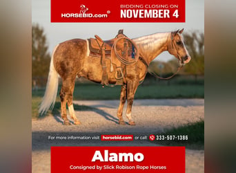 Caballo cuarto de milla, Caballo castrado, 8 años, 150 cm, Palomino, in Weatherford, TX,