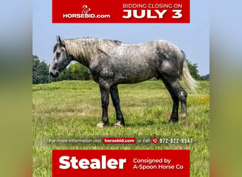 Draft Horse, Gelding, 5 years, Gray, in Kaufman, TX,