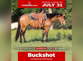 American Quarter Horse, Wallach, 4 Jahre, 152 cm, Buckskin, in Joshua, TX,