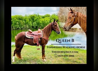 Tennessee Walking Horse, Stute, 6 Jahre, 152 cm, Dunkelfuchs, in Tompkinsville, KY,