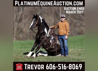 Gypsy Horse, Gelding, 5 years, 15.1 hh, Tobiano-all-colors, in Parkers Lake KY,