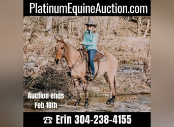 Quarter horse américain, Hongre, 12 Ans, 150 cm, Isabelle, in Hillsboro Ky,