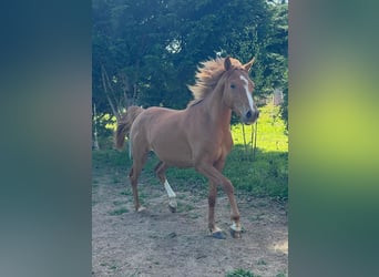 Anglo arabe, Hongre, 3 Ans, Alezan, in Saint Joseph