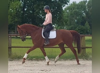 Mare 8 years