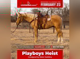 American Quarter Horse, Wallach, 4 Jahre, 155 cm, Palomino, in Canton