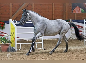 Trakehner, Stallion, Roan-Blue, in Beaumont pied-de-boeuf,