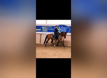 Mare 5 years