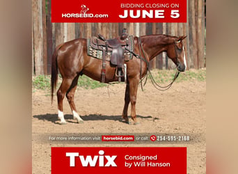 American Quarter Horse, Gelding, 8 years, Sorrel, in Joshua, TX,
