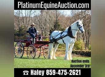 Shire Horse, Hongre, 12 Ans, 183 cm, Blanc, in Ewing KY,