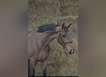 Waridano van 't Verahof