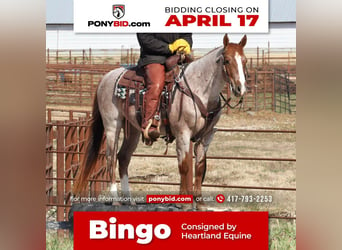 Quarter pony, Hongre, 7 Ans, 142 cm, Rouan Rouge, in Mt Vernon, MO,