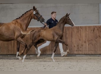 KWPN, Giumenta, Puledri (05/2026), Sauro scuro, in Lommel