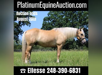 American Quarter Horse, Wallach, 13 Jahre, 157 cm, Palomino, in Highland MI,