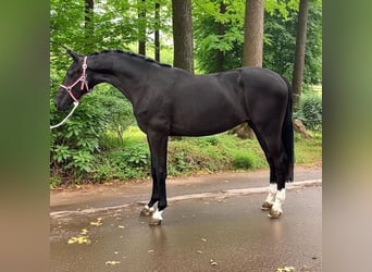 KWPN, Stallion, 2 years, 16,1 hh, Brown, in Csabacs&#x171;d