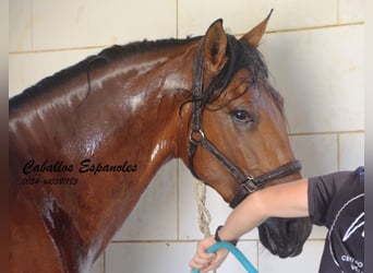 PRE, Stallion, 4 years, 15.2 hh, Brown, in Vejer de la Frontera,