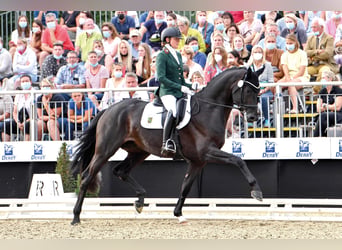 Oldenburg, Stallone, 8 Anni