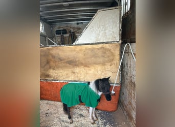 Falabella, Étalon, 1 Année, 65 cm, Pinto