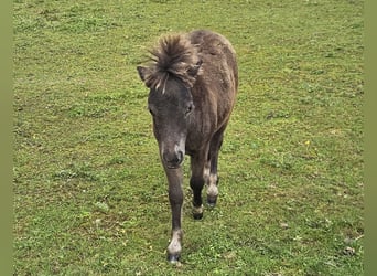 Falabella, Étalon, 1 Année, Léopard