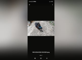 Falabella, Étalon, 2 Ans, 80 cm, Noir