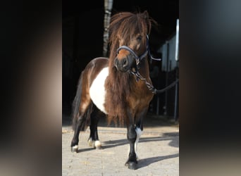 Falabella, Étalon, 2 Ans, 85 cm, Pinto