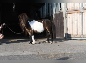 Falabella, Étalon, 2 Ans, 85 cm, Pinto
