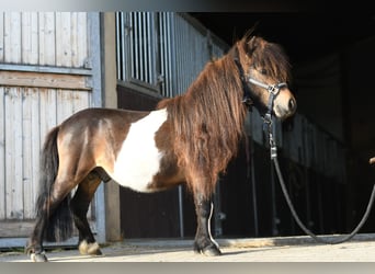 Falabella, Étalon, 2 Ans, 85 cm, Pinto