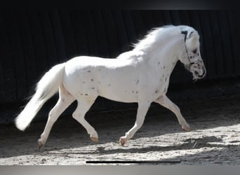 Falabella, Étalon, 8 Ans, 85 cm, Léopard