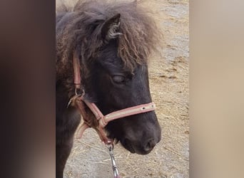 Falabella, Hengst, 1 Jaar, 75 cm, Donkerbruin