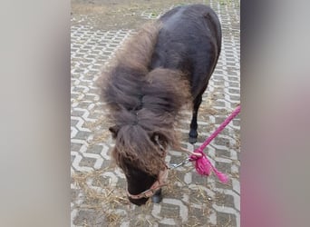 Falabella, Hengst, 1 Jaar, 75 cm, Donkerbruin