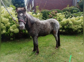 Falabella, Hengst, 1 Jaar, 80 cm, Appaloosa