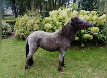 Falabella, Hengst, 1 Jaar, 80 cm, Appaloosa