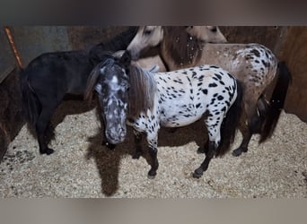 Falabella Mix, Hengst, 1 Jahr, 73 cm, Tigerschecke