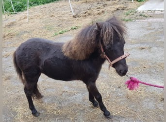 Falabella, Hengst, 1 Jahr, 75 cm, Dunkelbrauner
