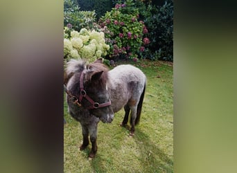 Falabella, Hengst, 1 Jahr, 80 cm, Tigerschecke