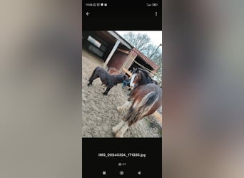 Falabella, Hengst, 2 Jahre, 80 cm, Rappe
