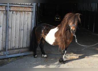 Falabella, Hengst, 2 Jahre, 85 cm, Schecke
