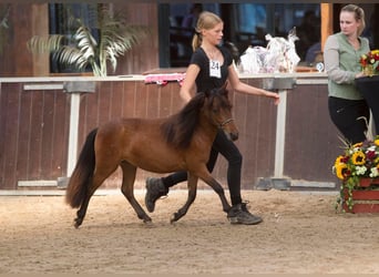 Falabella, Hengst, 2 Jahre, 87 cm, Tobiano-alle-Farben