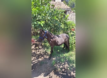 Falabella, Hengst, 3 Jahre, 79 cm, Rappe