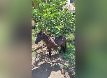 Falabella, Hengst, 3 Jahre, 79 cm, Rappe