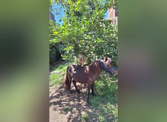 Falabella, Hengst, 3 Jahre, 79 cm, Rappe