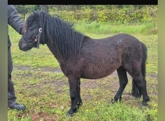 Falabella, Hengst, 3 Jahre, 94 cm