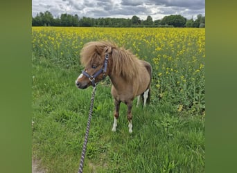 Falabella, Hengst, 3 Jahre, Schecke