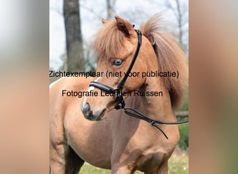 Falabella, Hengst, 4 Jaar, 90 cm, Vos