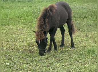Falabella, Hengst, Fohlen (04/2026), 70 cm, Rappe