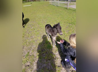 Falabella, Hengst, Fohlen (04/2026), 70 cm, Schwarzbrauner