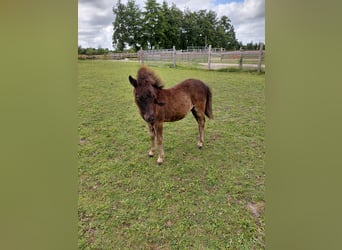 Falabella, Hengst, Fohlen (04/2026), 70 cm, Schwarzbrauner